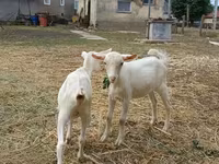 Billy Goat, Goats — photo 4