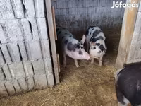 母猪, Pigs — 照片 1