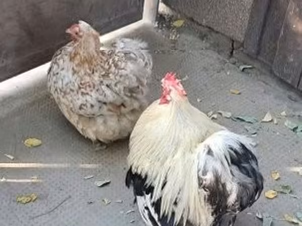 Pékin Bantam