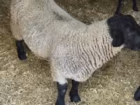 Kos, White Suffolk sheep — 3. fotó