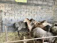 Qoyun, Qoyunlar — foto 2