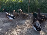 Ducks — 2-сурет