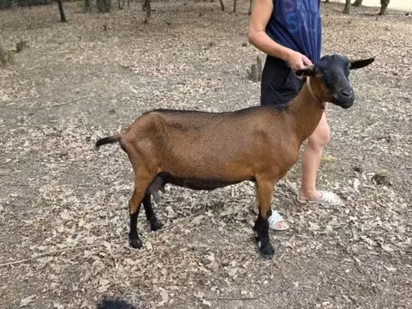Cabra, Alpine goat