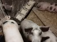 公猪, Pigs — 照片 6