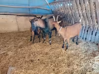 Nőstény kecske, Alpine goat — 3. fotó