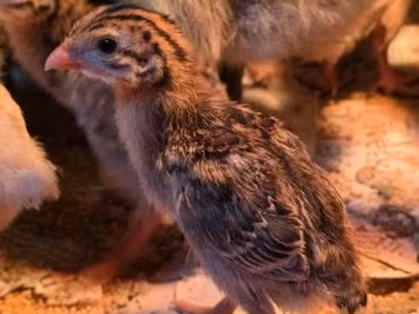Guinea fowl — 匈牙利
