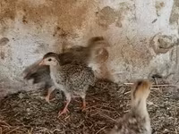 Guinea fowl — foto 1