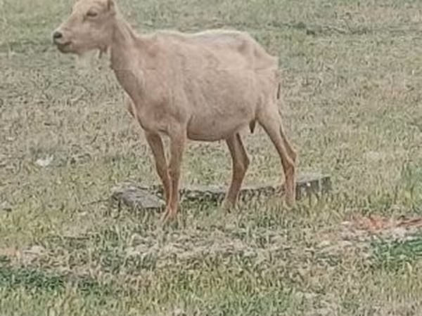 Kozel, Saanen goat