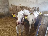 Býk, Simmental cattle — foto 2