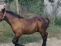 Cheval, Hungarian horse breed — photo 2