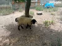 Kos, White Suffolk sheep — 4. fotó