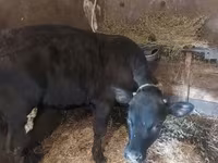 Toro, Raza Jersey — foto 3
