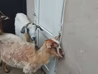 Koza, Kozy — zdjęcie 1