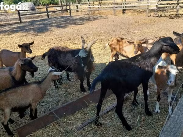 Billy Goat, Alpine goat — Hungary