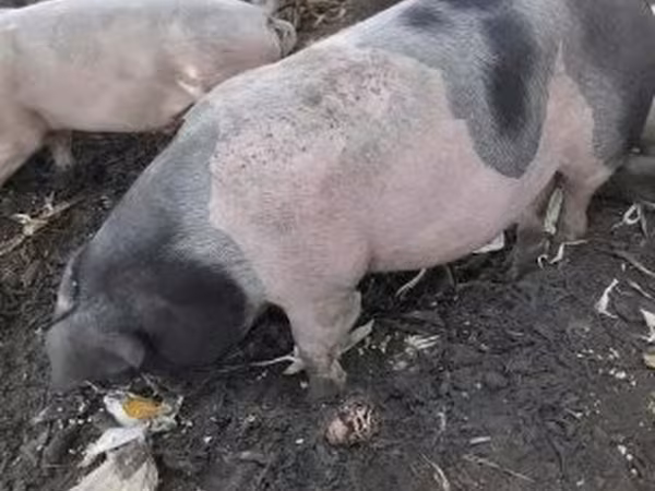 Boar, Pigs — Hungary