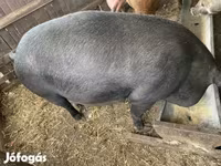 Süldőanya, Дюрок — 3. fotó