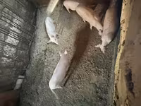 Süldőanya, Ландрас — 8. fotó