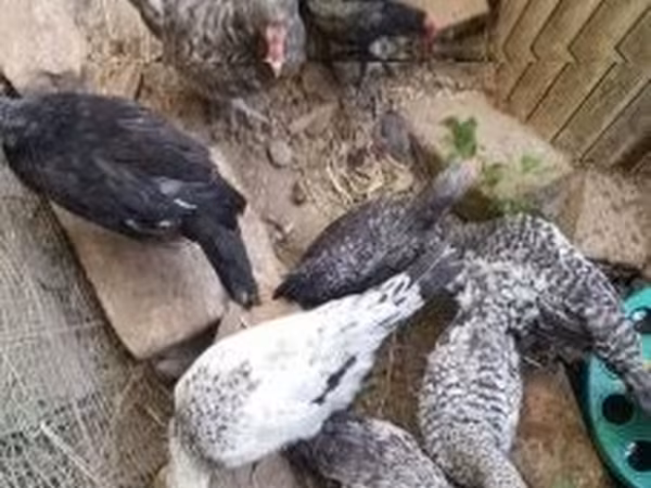 Chickens