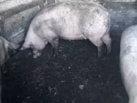 Eber, Schweine — Foto 4