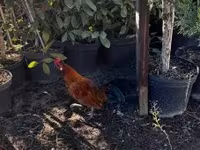 Japanisches Bantam — Foto 3