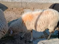公羊, Sheep — 照片 2