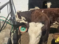 Bulle, Kasachische Weißkopfkuh — Foto 3