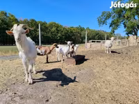 Cabras (lote, sexo no especificado), Cabras — foto 4