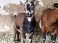 公山羊, Goats — 照片 4