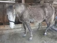 Yegua, Caballos — foto 1