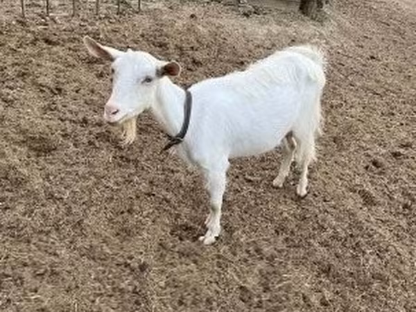 Koza, Saanen goat