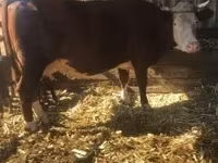 母羊, Sheep — 照片 2