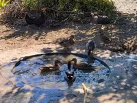 Ducks — foto 1