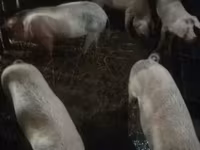 Pigs (batch, sex not specified), Крупная белая — photo 2