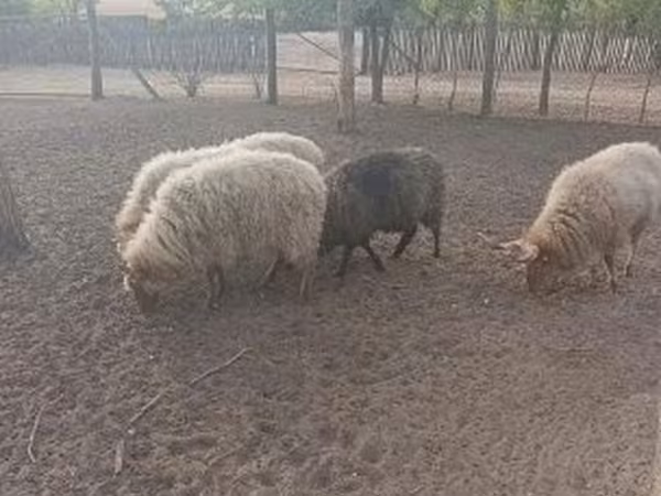 Kos, Racka sheep — Magyarország