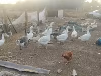 Geese — photo 1