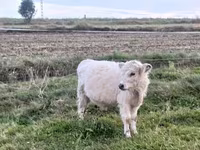 Byk, Krowa gallowajska — zdjęcie 1