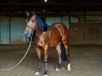 Hing, Quarter Horse — 6. fotó