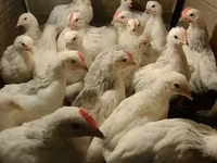 Chickens — फ़ोटो 1