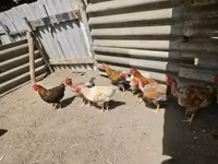 Chickens — 3-сурет