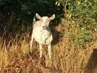 Dişi keçi, Saanen goat — foto 2