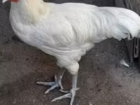 ऑस्ट्रेलॉर्प — फ़ोटो 1