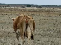 Cow, Latvian Blue cattle — photo 4
