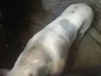 公猪, Крупная белая — 照片 2