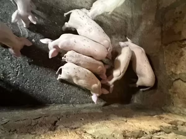 Süldőanya, Датский ландрас