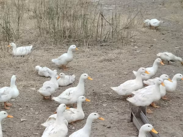 Deutscher Pekin