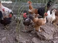 Chickens — Foto 3