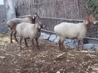 Owca, Owce — zdjęcie 2