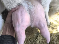Kozel, Gulabi goats — foto 5