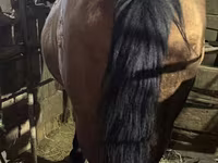 母马, Horses — 照片 3