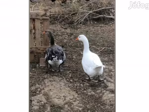 Geese — 匈牙利